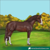 Horse Color:Chocolate Brown Mushroom Splash 