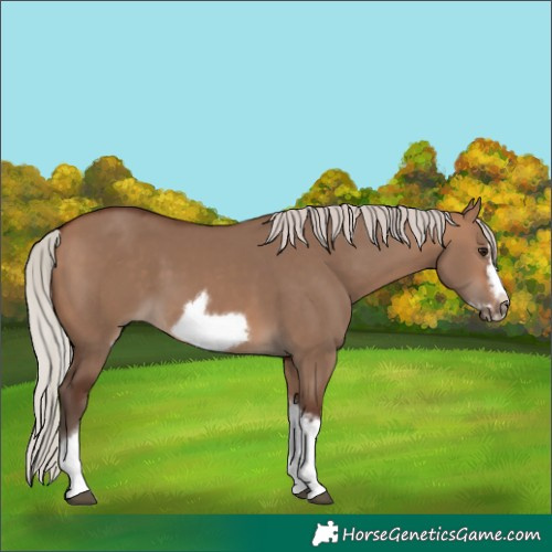 Horse Color:Silver Bay Dun Sabino Tobiano Frame Rabicano