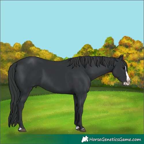 Horse Color:Black Splash