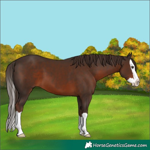 Horse Color:Liver Chestnut Splash 