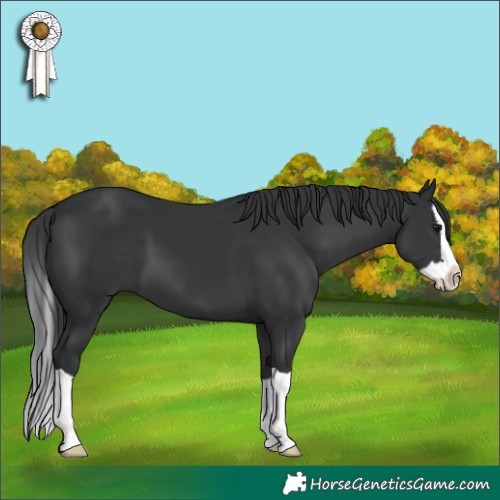 Horse Color:Black Splash