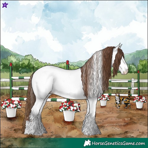 Horse Color:Bay Dun Appaloosa 