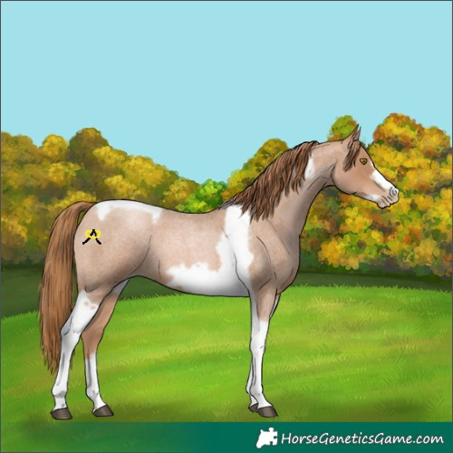 Horse Color:Red Roan Pearl Tobiano Frame