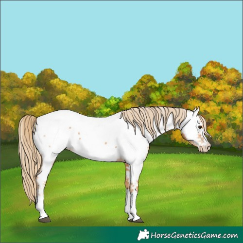 Horse Color:Chestnut Appaloosa 