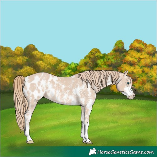 Horse Color:Perlino Sabino  and Perlino Sabino Appaloosa 