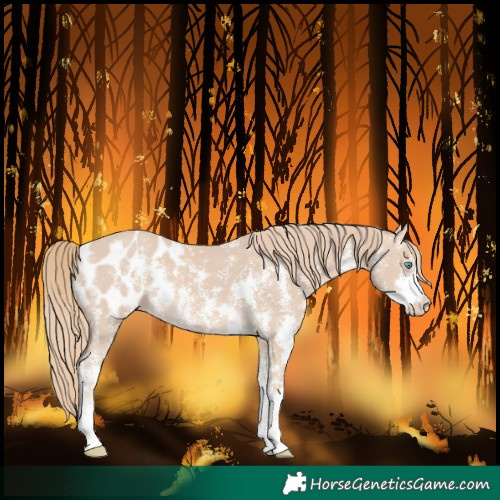 Horse Color:Perlino Sabino and Perlino Sabino Blanket