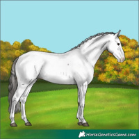 Horse Color:Bay Tobiano Appaloosa 