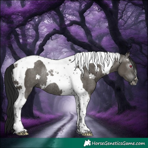 Horse Color:Gray Grullo Tobiano Rabicano