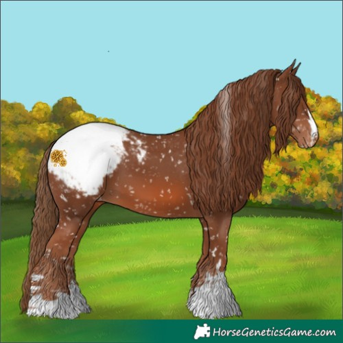 Horse Color:Chestnut Appaloosa
