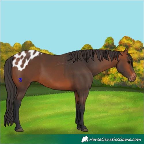 Horse Color:Bay Appaloosa  and Bay 