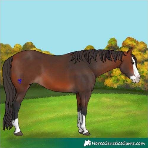 Horse Color:Bay Splash 