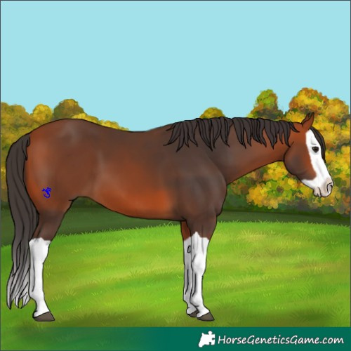 Horse Color:Bay Splash 