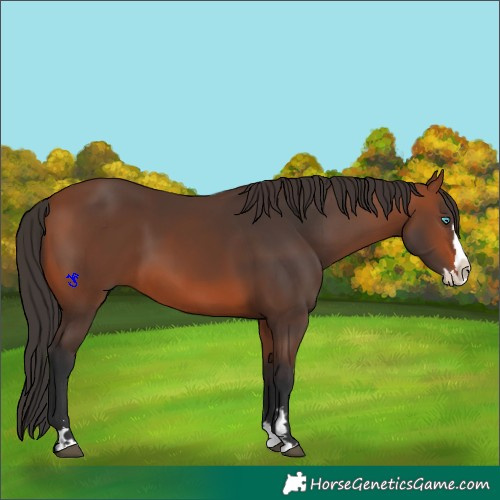 Horse Color:Bay Splash 
