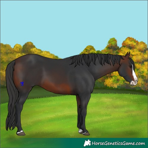 Horse Color:Brown Splash