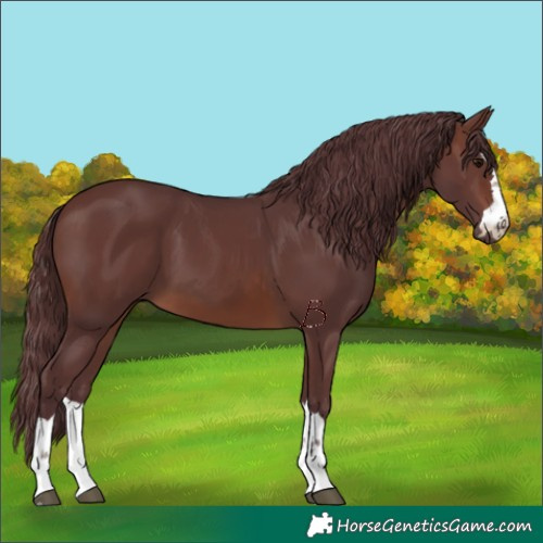 Horse Color:Chocolate Brown