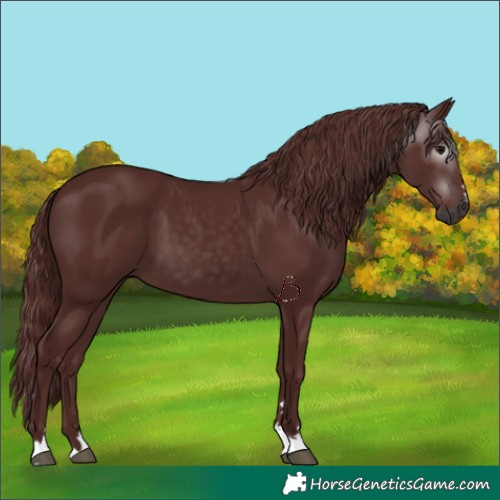 Horse Color:Gray Chocolate Black 
