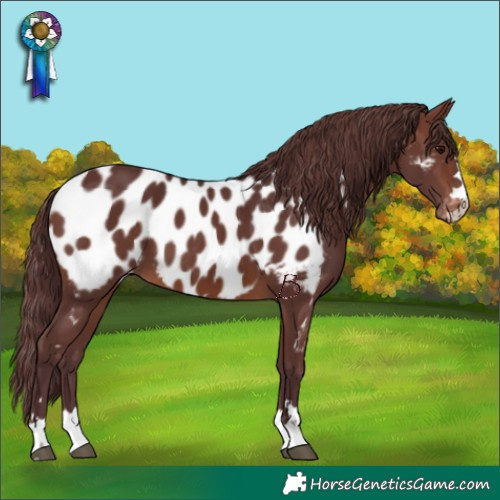Horse Color:Chocolate Brown Appaloosa 