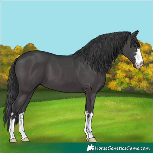 Horse Color:Black 