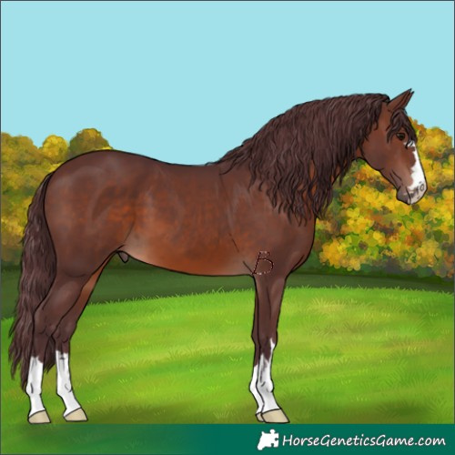 Horse Color:Chocolate Brown 