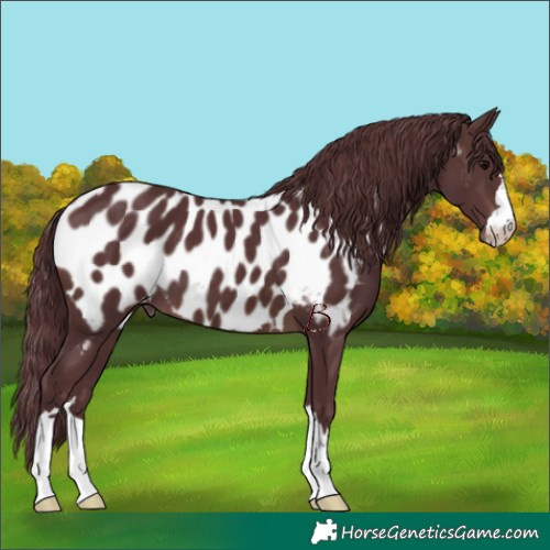 Horse Color:Chocolate Brown Appaloosa