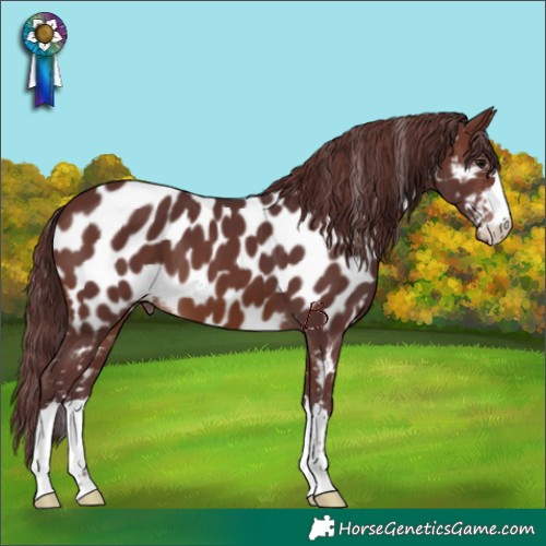 Horse Color:Chocolate Brown Appaloosa