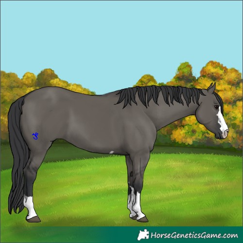 Horse Color:Grullo