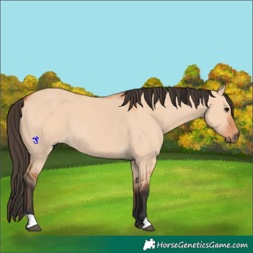 Horse Color:Bay Dun