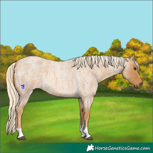 Horse Color:Palomino Roan
