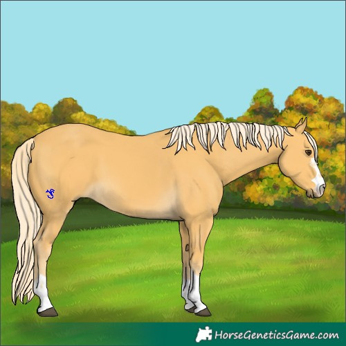 Horse Color:Palomino