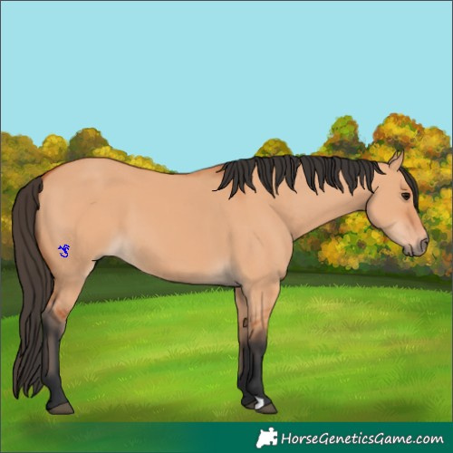 Horse Color:Bay Dun 