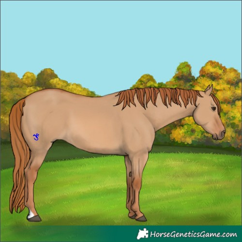 Horse Color:Red Dun 