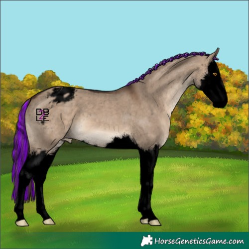 Horse Color:Void Painted Brown Dun Splash Appaloosa