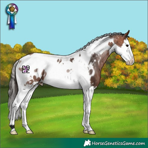 Horse Color:Bay Splash Tobiano Appaloosa