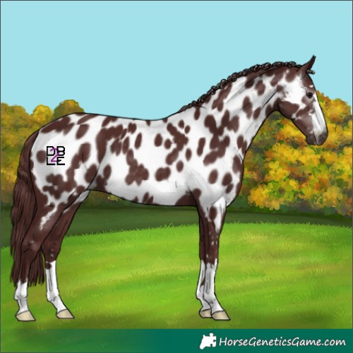 Horse Color:Gray Chocolate Black Near Leopard