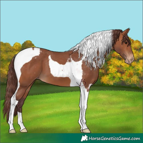 Horse Color:Chocolate Bay Tobiano Appaloosa