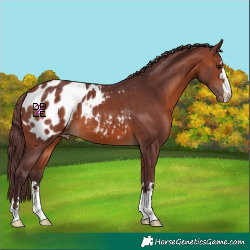 Horse Color:Chocolate Brown Appaloosa