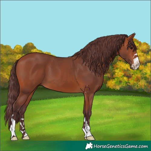 Horse Color:Chocolate Bay 