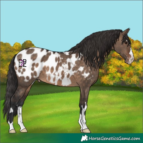 Horse Color:Brown Dun Appaloosa