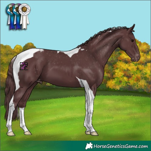 Horse Color:Chocolate Black Tobiano Appaloosa 