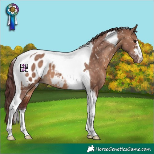 Horse Color:Chocolate Brown Dun Tobiano Appaloosa