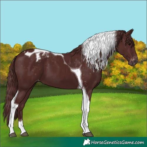 Horse Color:Gray Chocolate Black Tobiano Appaloosa