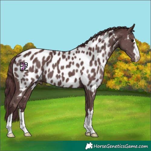 Horse Color:Chocolate Black Near Leopard 