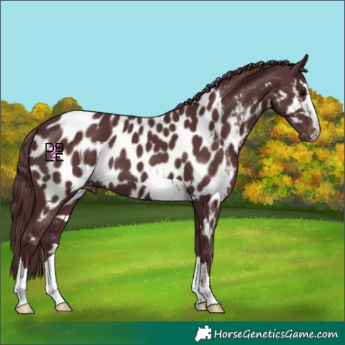 Horse Color:Chocolate Black Appaloosa