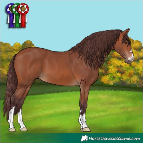 Horse Color:Chocolate Bay