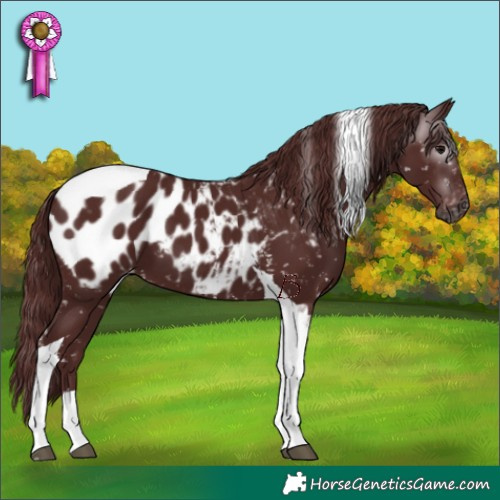 Horse Color:Gray Chocolate Black Tobiano Blanket