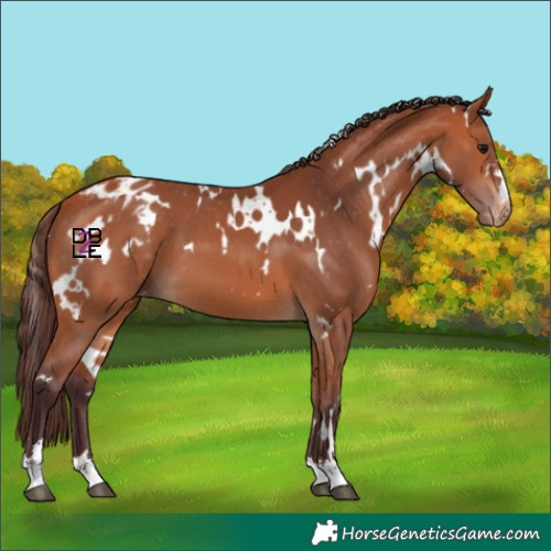 Horse Color:White Spotted Chocolate Bay Appaloosa