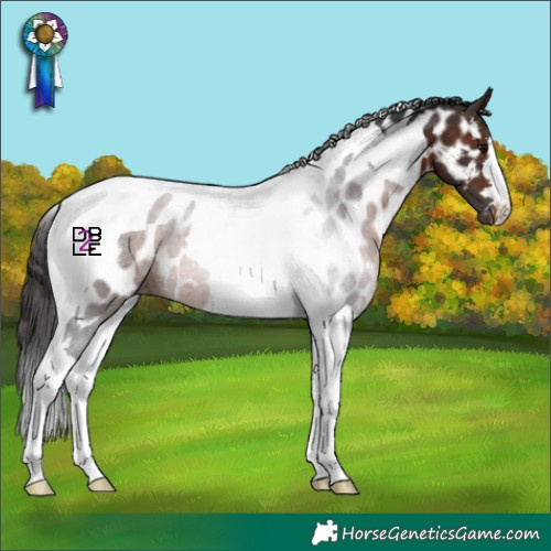 Horse Color:Brown Tobiano Appaloosa
