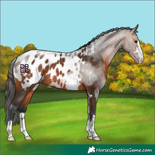 Horse Color:Bay Appaloosa 