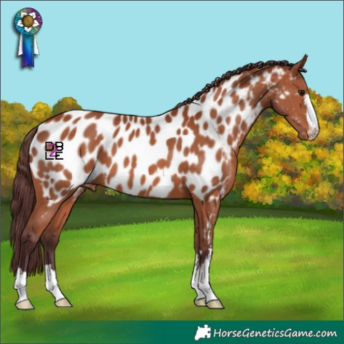 Horse Color:Chocolate Bay Appaloosa