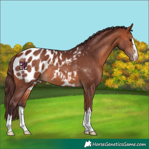 Horse Color:Chocolate Bay Appaloosa